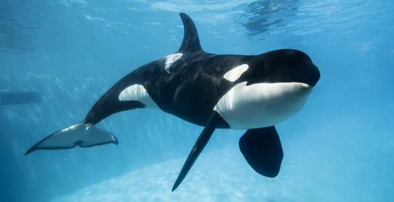 Paus orca termasuk hewan predator ia memakan ikan burung