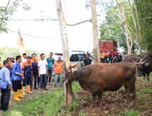 Bulukumba Pasok Sapi Kurban Ke Kalimantan, Segini Jumlahnya